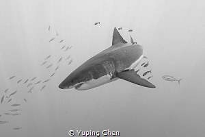 Great White Shark by Yuping Chen 